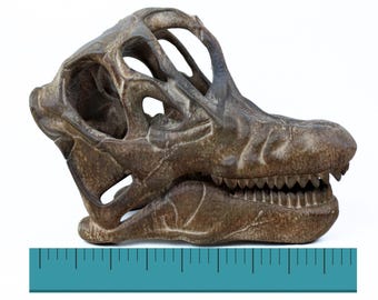 ブラキオサウルスの塗装済み頭蓋骨レプリカ、先史時代の恐竜の化石