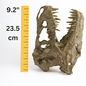 May include: A detailed, beige-colored dinosaur skull replica, measuring 9.2 inches tall. The skull is open, revealing the intricate bone structure.