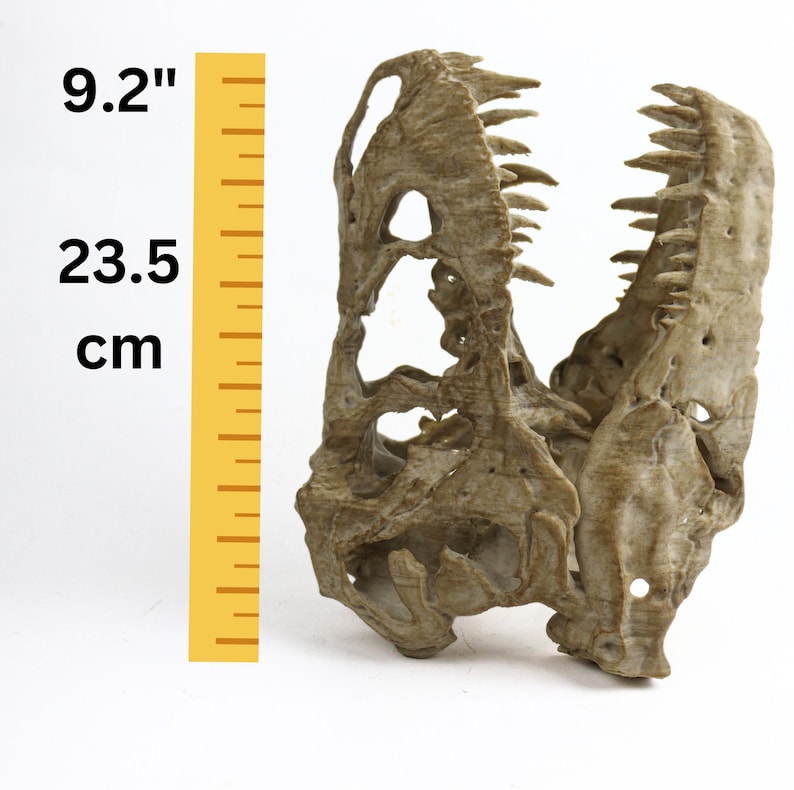 May include: A detailed, beige-colored dinosaur skull replica, measuring 9.2 inches tall. The skull is open, revealing the intricate bone structure.