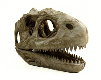 Majungasaurus Skull Replica, Hand-painted Weathered Dinosaur Fossil Decor