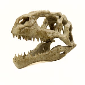 Peut inclure: Réplique de crâne de dinosaure beige détaillée, avec des dents pointues et une structure osseuse visible. Le crâne est posé sur un fond blanc, mettant en valeur les détails complexes de la créature préhistorique. La mâchoire ouverte révèle des rangées de dents pointues.