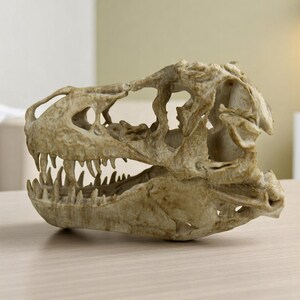 May include: A detailed replica of a dinosaur skull, featuring a textured, off-white bone structure with visible teeth. The skull is positioned on a light brown wooden surface.