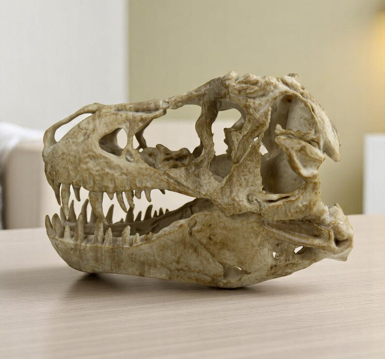 May include: A detailed replica of a dinosaur skull, featuring a textured, off-white bone structure with visible teeth. The skull is positioned on a light brown wooden surface.