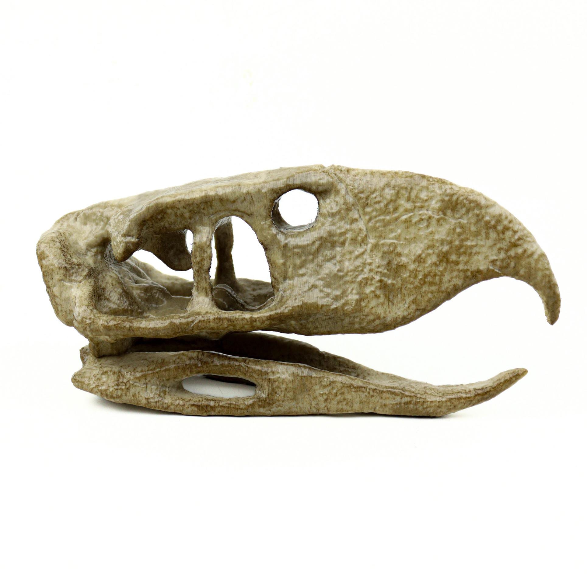phorusrhacos-skull-replica-prehistoric-terror-bird-fossil-decor-etsy