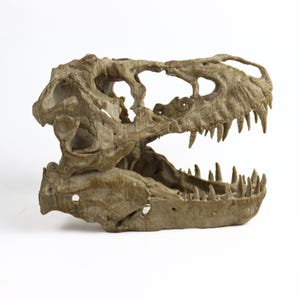 May include: A detailed replica of a dinosaur skull, featuring a textured, bone-like finish. The skull is open-mouthed, revealing rows of sharp teeth.