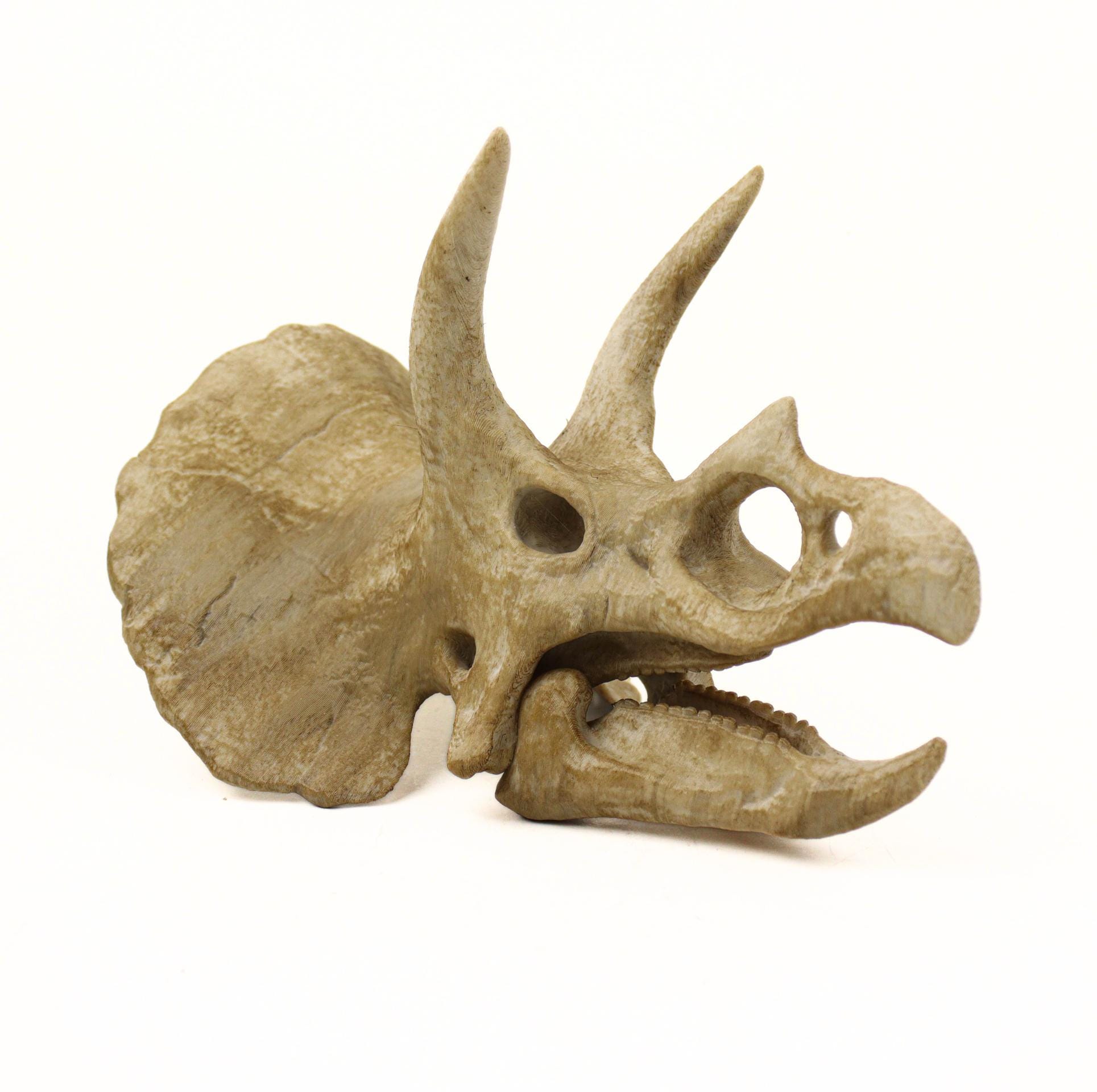恐竜　化石　トリケラトプス 赤ちゃん　頭部 頭骨 レプリカ　一品のみ 恐竜 化石 トリケラトプス 赤ちゃん 頭部 頭骨 レプリカ 一品のみ