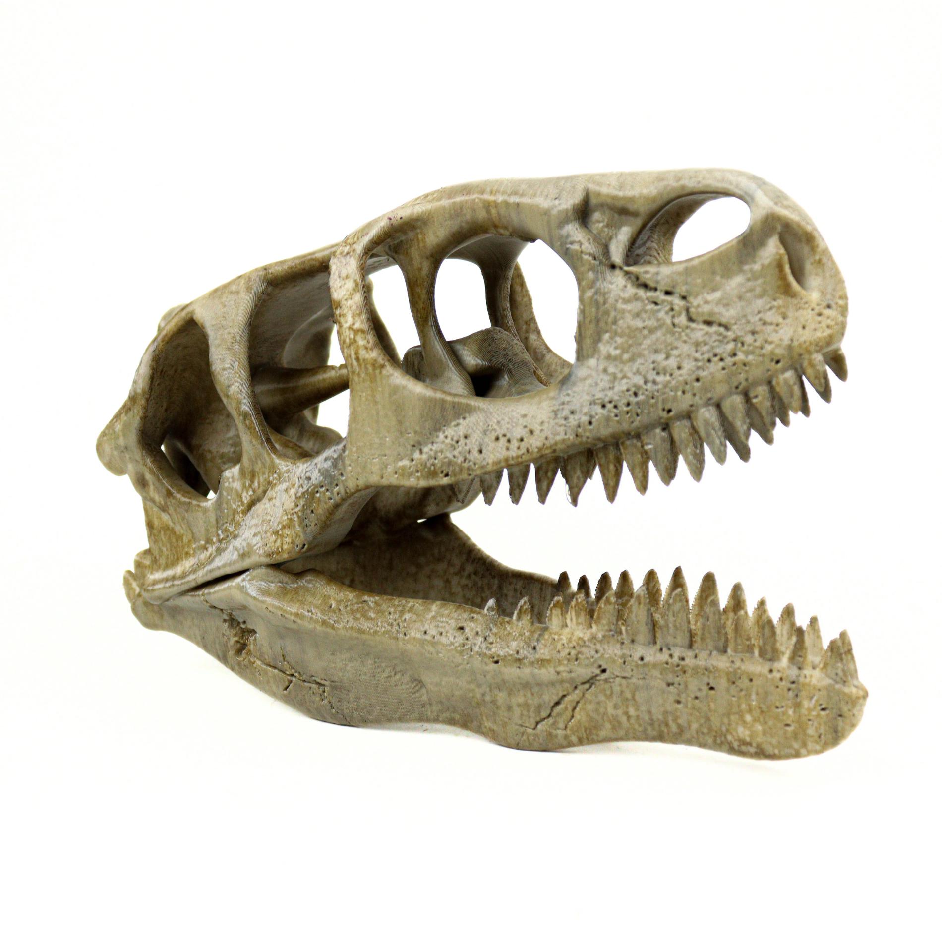 Utahraptor skull - Etsy 日本
