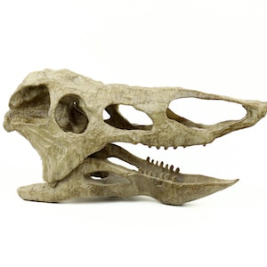 Desmatosuchus Aged Skull Replica, Triassic Fossil Display for Home or Office