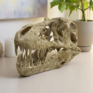 May include: A detailed replica of a dinosaur skull, made of a light brown, textured material. The skull is open, revealing the intricate bone structure.
