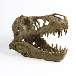 May include: A detailed replica of a dinosaur skull, featuring a large jaw with sharp teeth. The skull is made of a light brown material and has a realistic texture.