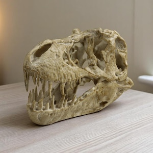 May include: A detailed replica of a dinosaur skull, made of a light beige resin. The skull is missing the lower jaw, but the teeth are still visible. The skull is a popular decorative item for homes and offices.