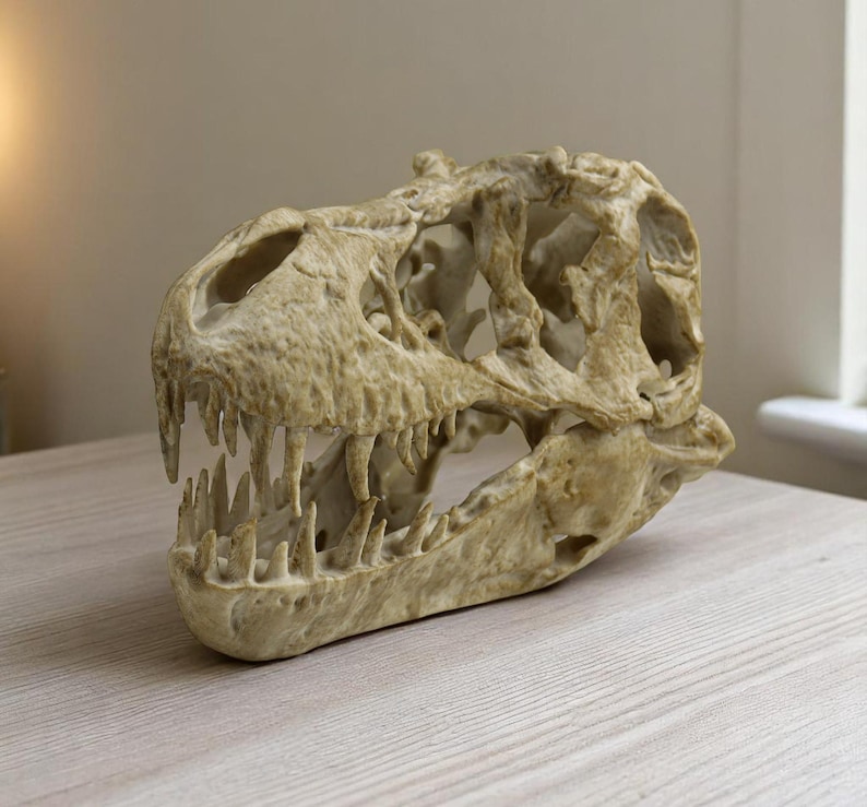 May include: A detailed replica of a dinosaur skull, made of a light beige resin. The skull is missing the lower jaw, but the teeth are still visible. The skull is a popular decorative item for homes and offices.