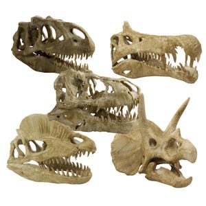 Dinosaurs fossils pack 9.2&quot;/23.5cm Length: T-rex skull, Velociraptor, Allosaurus, Spinosaurus, Triceratops, Dilophosaurus etc