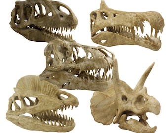 Paquete de fósiles de dinosaurios de 23,5 cm de longitud: cráneo de T-rex, Velociraptor, Allosaurus, Spinosaurus, Triceratops, Dilophosaurus, etc.
