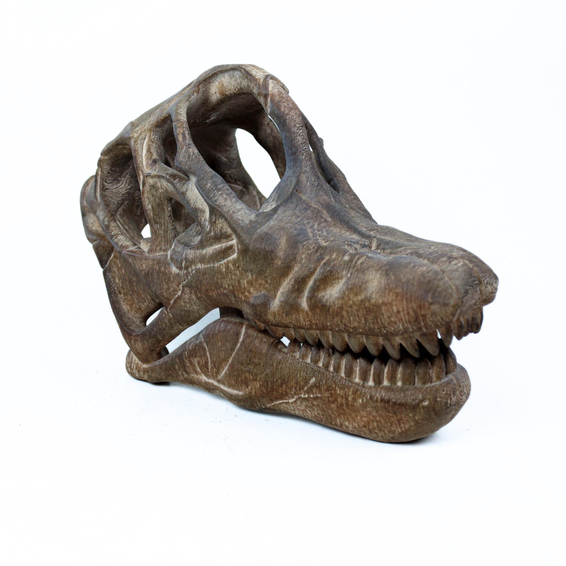 木彫 恐竜 ブラキロフォサウルス頭骨 1/10スケール 木彫 恐竜 ブラ