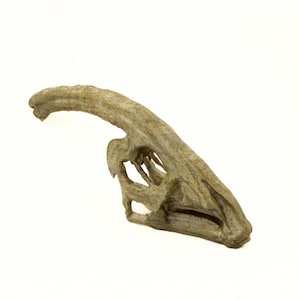 Parasaurolophus Ages Skull, Prehistoric Dinosaur Sculpture,  Gift for Paleontology Enthusiasts
