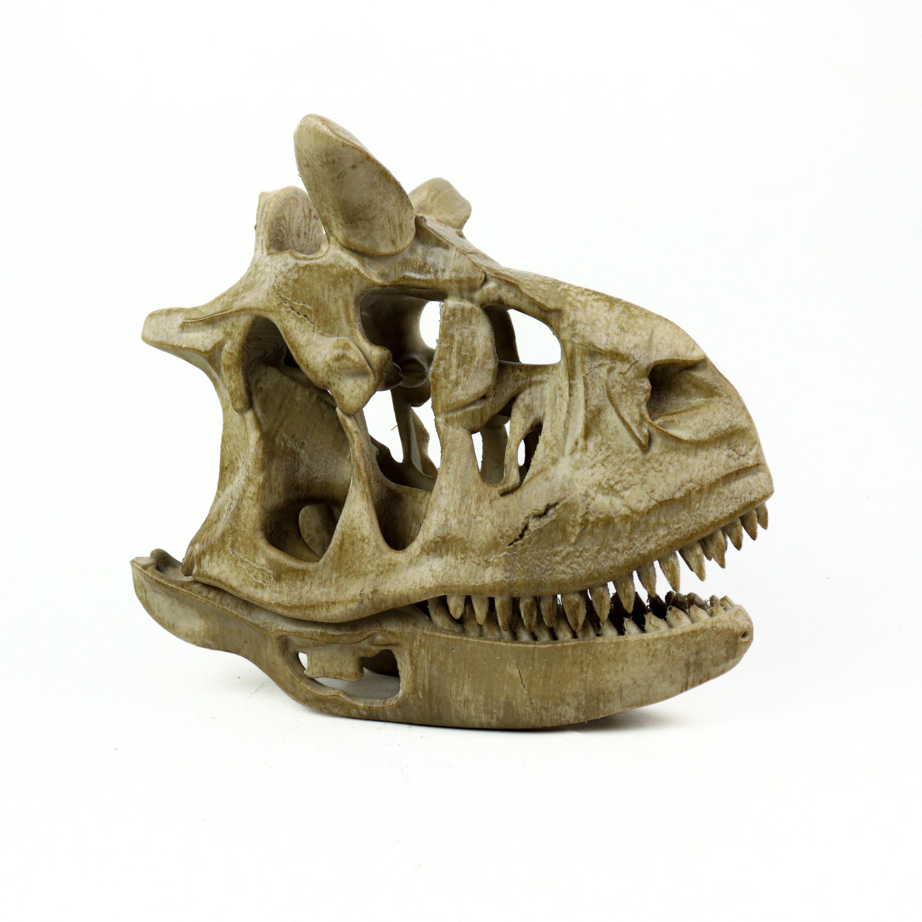 カルノタウルスの頭蓋骨レプリカ：恐竜の化石の装飾 - Etsy 日本