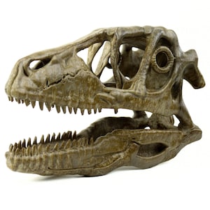 Deinonychus skull, Museum style raptor fossil sculpture for home or office decor