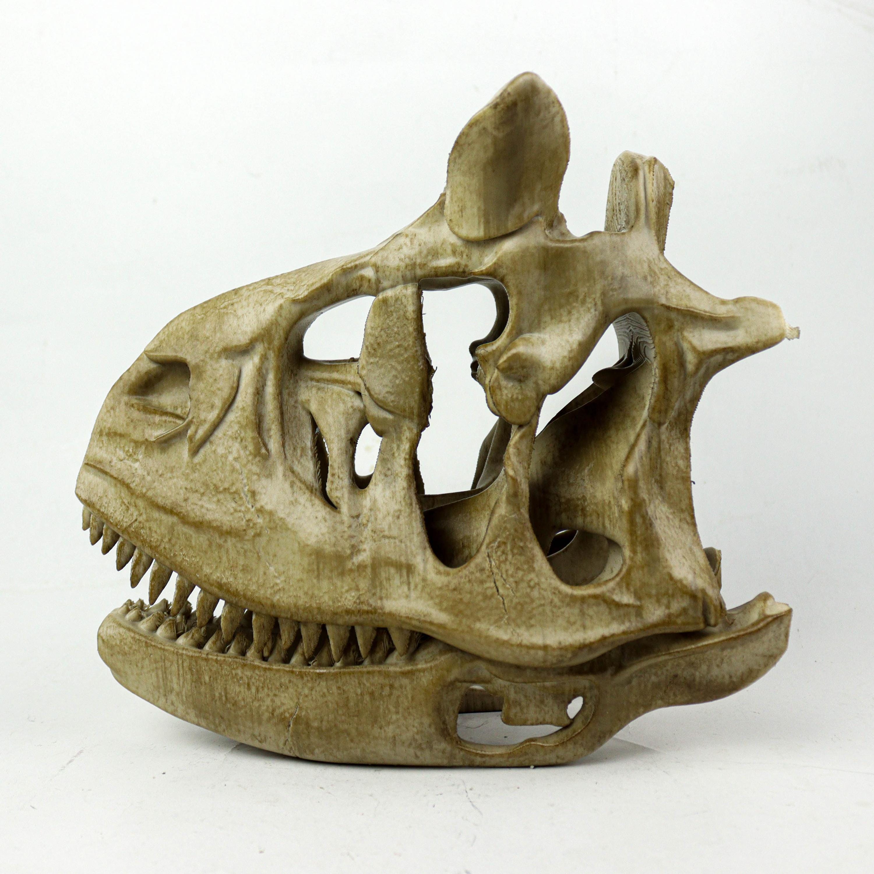 Aged Carnotaurus Skull Replica: Dinosaur Fossil Decor