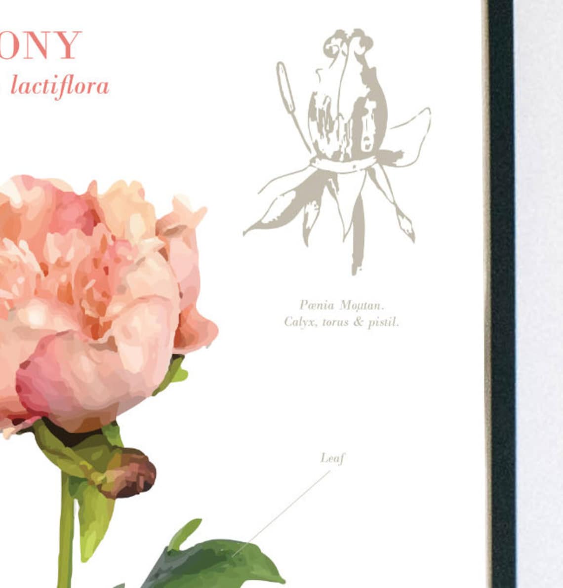 Wall Art Botanical Floral Anatomy Peony Peach - Etsy