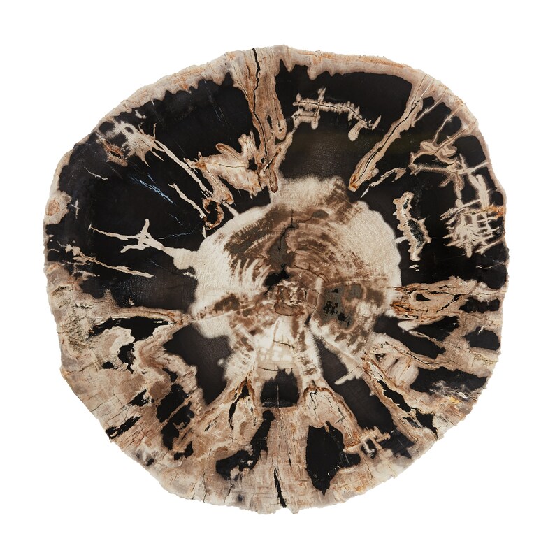 Petrified Wood Round Table Etsy