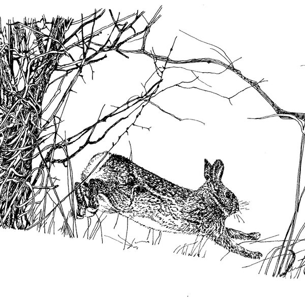 Pen and Ink Print - Etsy