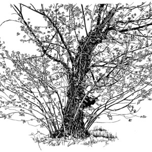 Boxelder Tree Pen and Ink Print