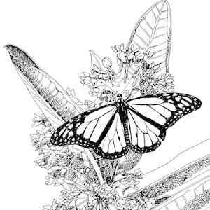 Milkweeds and Butterflies Pen and Ink Print