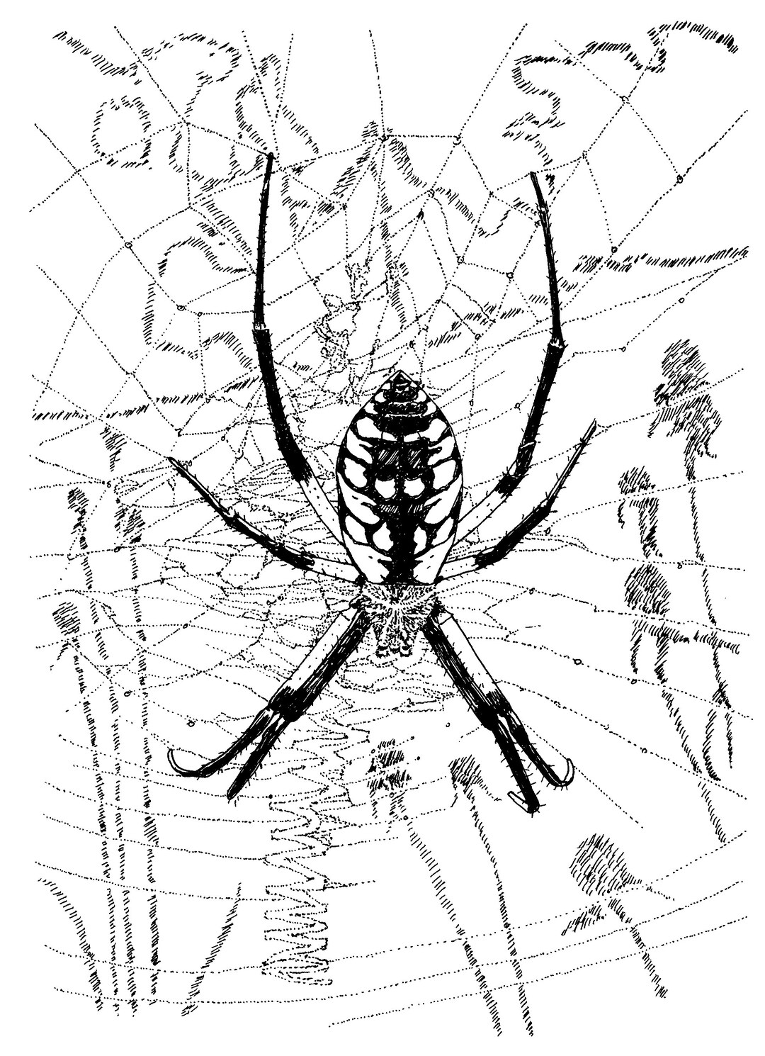Yellow Garden Spider Pen & Ink Print - Etsy