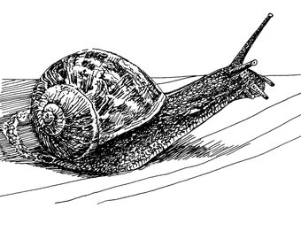 Snail Pen & Ink Print
