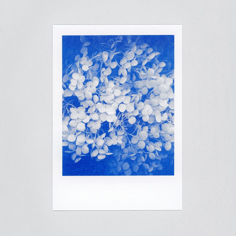 Blue-blooded Quartet 4 Floral Risograph Postcards by Mr and Mrs Rio