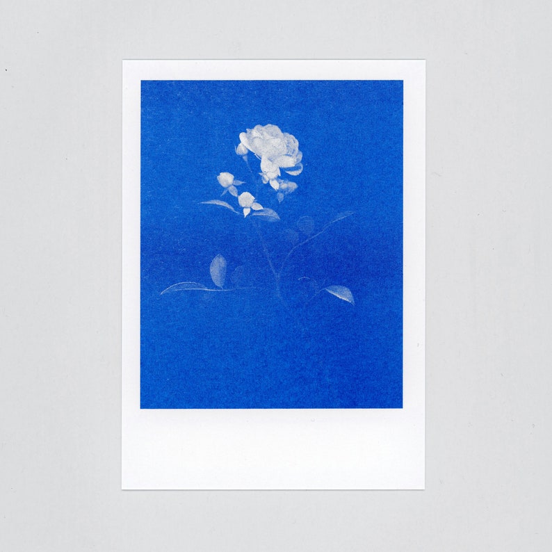 Blue-blooded Quartet 4 Floral Risograph Postcards by Mr and Mrs Rio