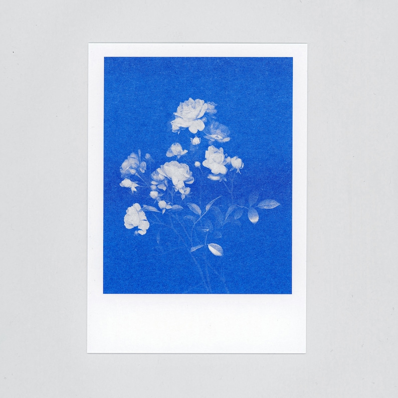 Blue-blooded Quartet 4 Floral Risograph Postcards by Mr and Mrs Rio
