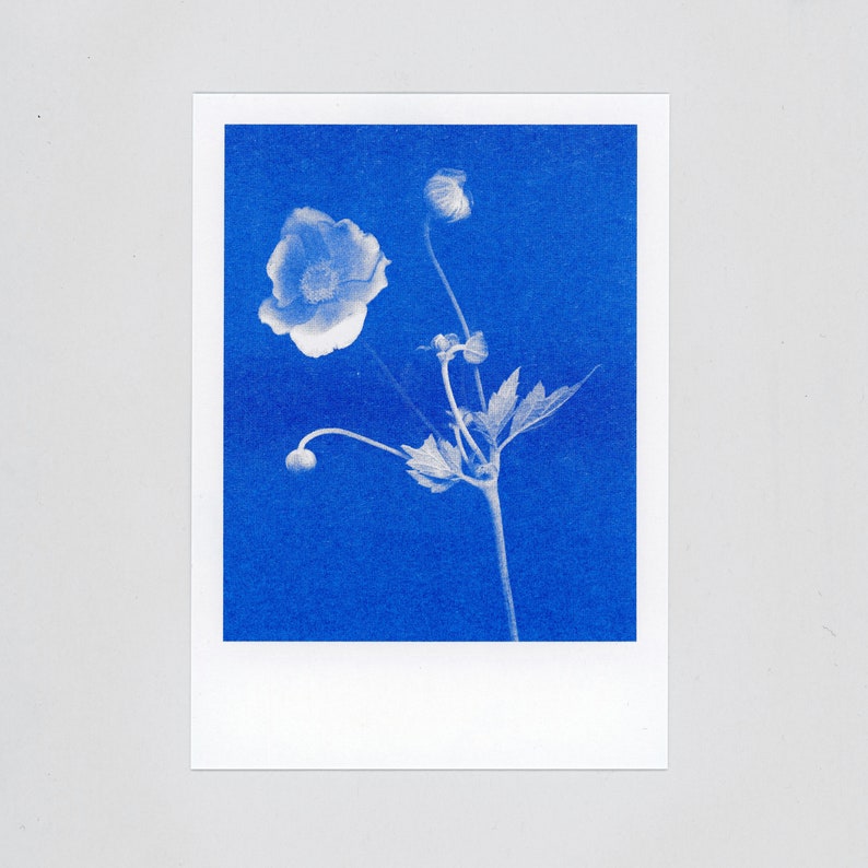 Blue-blooded Quartet 4 Floral Risograph Postcards by Mr and Mrs Rio