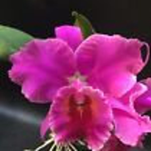 FRAGRANT Cattleya Blc Hausermann  x Carl Lc Bethune Mendenhall Orchid Plant