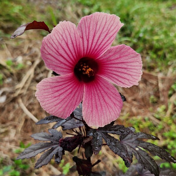 Cranberry Hibiscus Plant Etsy