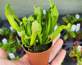 Sarracenia Maroon: North American Pitcher Plant Hybrid