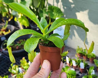 Nepenthes alata: Tropical Pitcher Plant - Bug Eater