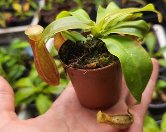 Nepenthes Ventricosa Hybrid: Tropical Pitcher Plant - Monkey Cups