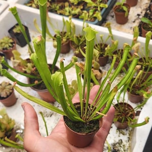 May include: A small potted pitcher plant with vibrant green leaves and a unique, tubular shape. The plant is held in a brown plastic pot, surrounded by other potted plants in a greenhouse setting. The plant's leaves are a bright green color.