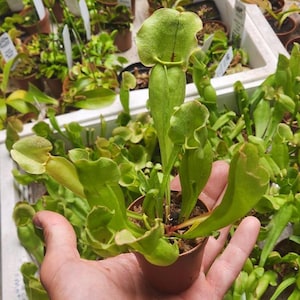 May include: A rustic wooden sign with the text "Welcome to our home" in white lettering. The sign features a distressed finish and a simple, inviting design, perfect for front door decor.