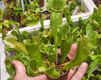 Sarracenia Purpurea Venosa: Northern Purple Pitcher Plant (2-inch Pot)