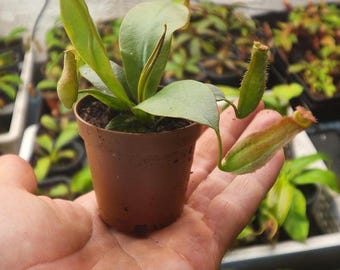 Bloody Mary Nepenthes: Lady Luck Asian Pitcher Plant