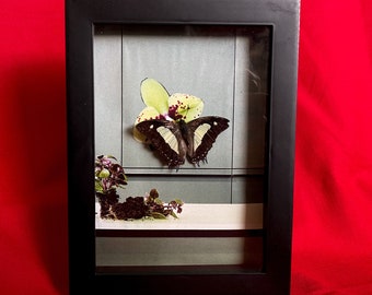 Butterfly Shadowbox - Bluebottle - Oddity, Pinned Insects, Goth