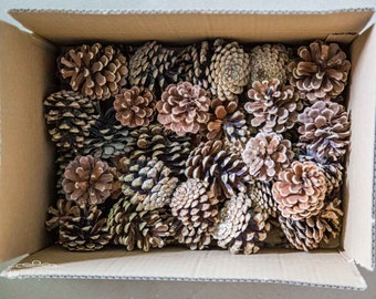 10 - 50 pine cones (approx. 6-9 cm) for floristry, decoration, Christmas, wedding, birthday, party