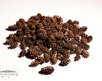 Alder cones (100 pieces) without stem, mini natural pine cones for terrarium, aquarium and for crafts.