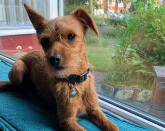 window bench seat for dogs
