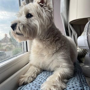 NON-SLIP Dog Window Cushion. Custom Sizes Available. First Set of Fabric Options. Free Personalisation Option. Plain Fabrics Available Too!