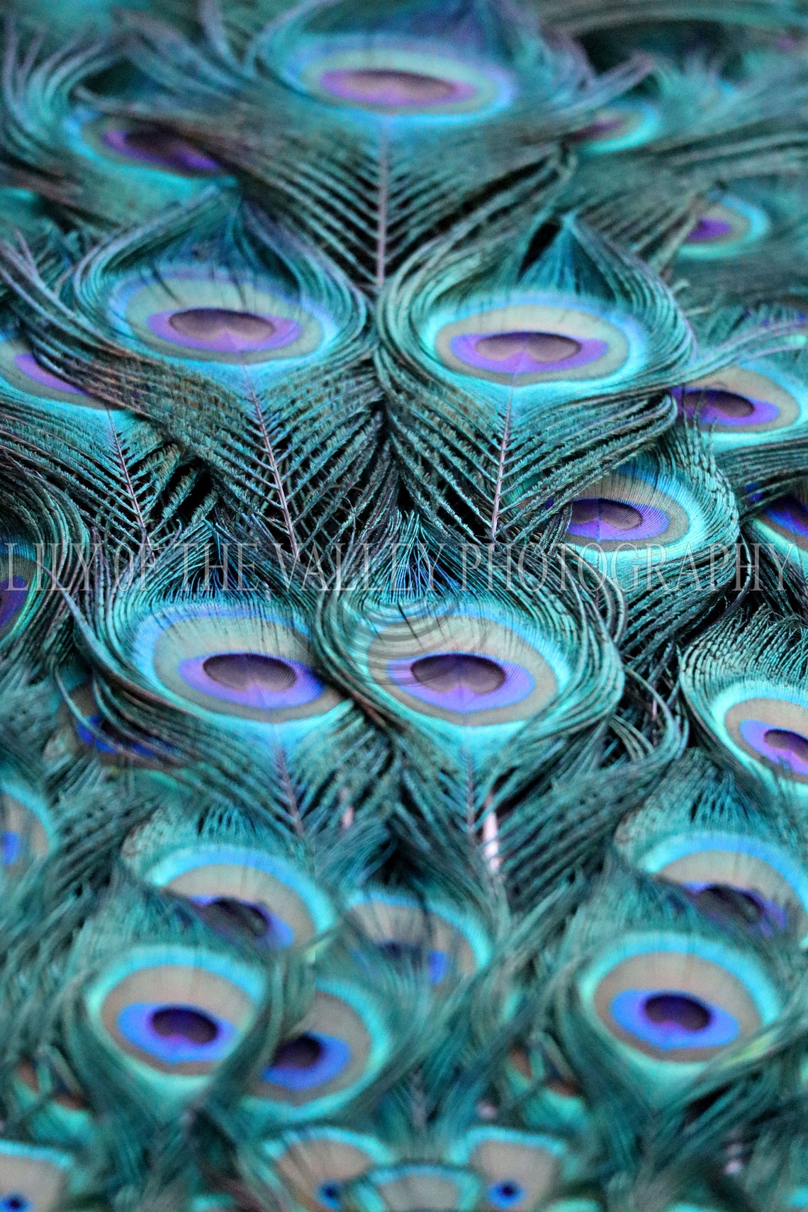 Peacock Feathers Etsy