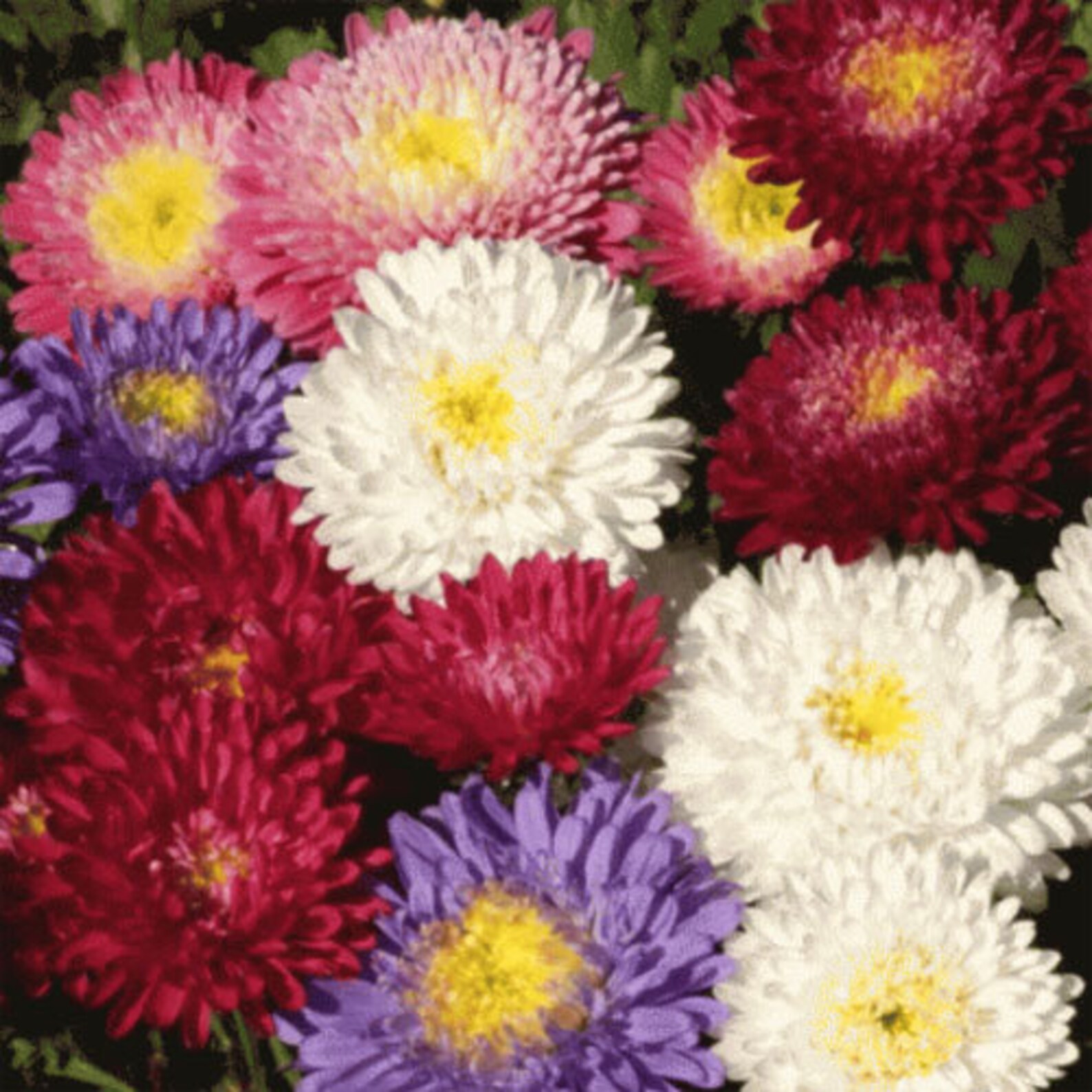 Powder Puff China Aster Mix Colors 520 Fresh Seeds Free Etsy